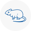 Rat Control Northampton