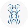 Northampton Wasp Nest Removal